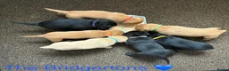 Labrador Retriever dogs for sale: KC Registered Labrador Puppies - Advert 1