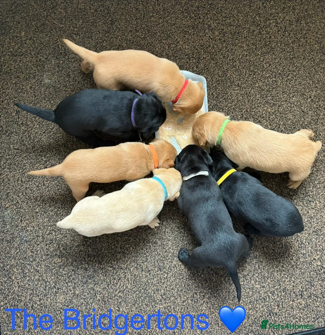 Labrador Retriever dogs for sale: KC Registered Labrador Puppies - Advert 1