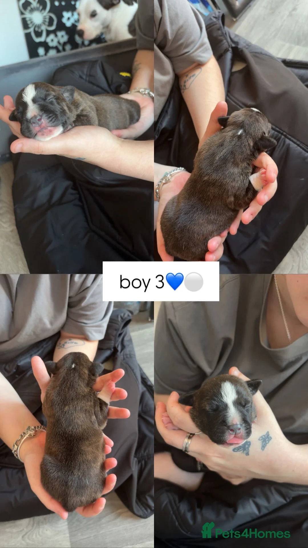 Staffordshire Bull Terrier dogs for sale: 🐾 Beautiful Staffordshire Bull Terrier Puppies🐾 - Advert 6