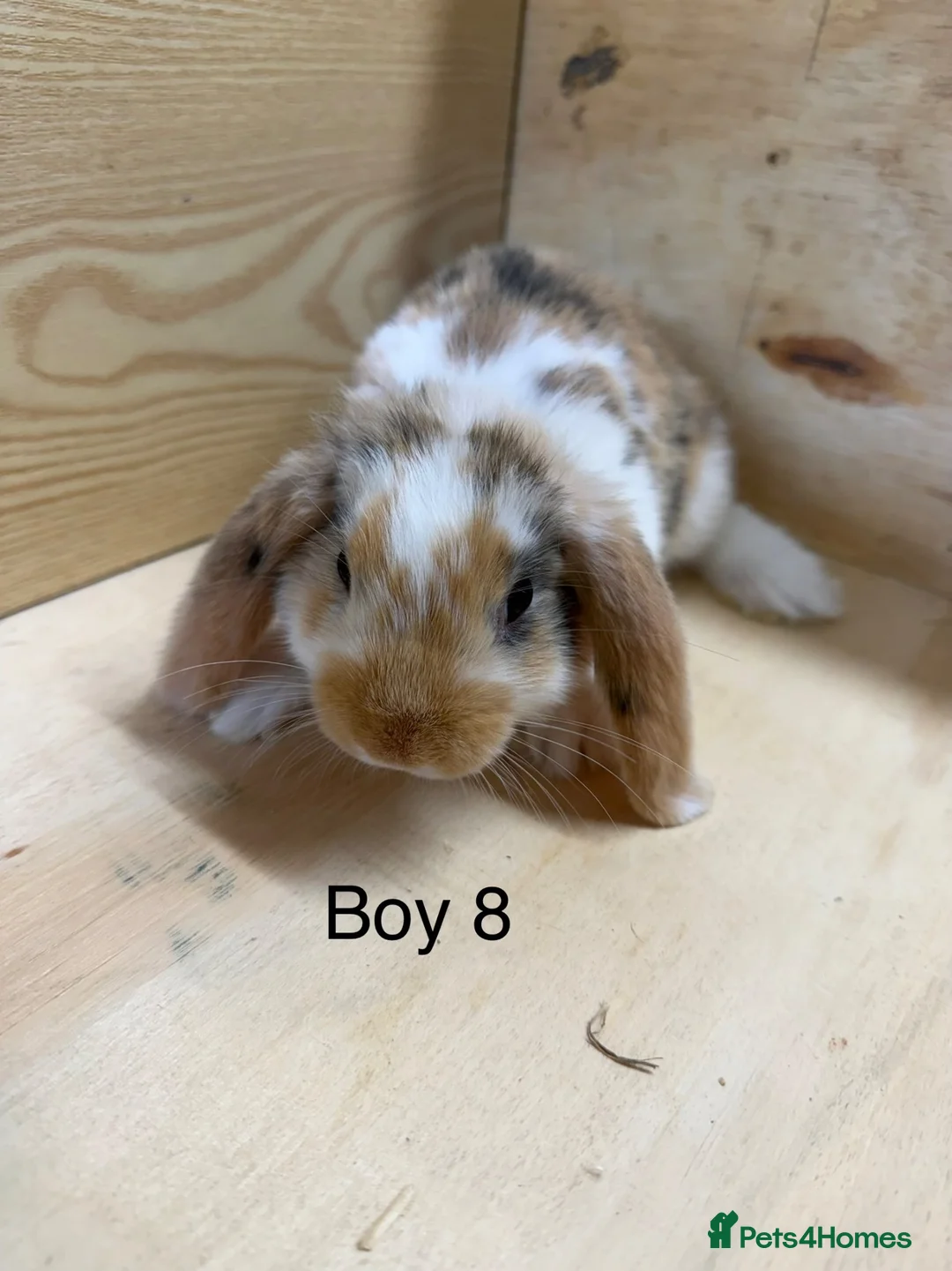 Mini Lop rabbits for sale: Beautiful mini lop bunnies - Advert 9