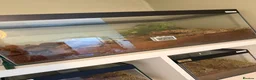Tarantulas invertebrates for sale: Mixed tarantulas  - Advert 3