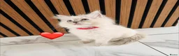 Ragdoll cats for sale: 🩷💕💝Stunning GCCF Registered Ragdoll Kittens😻😻 - Advert 22