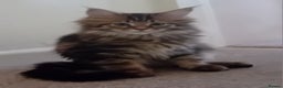 Maine Coon cats for sale: Stunning chocolate tabby kittens  - Advert 20