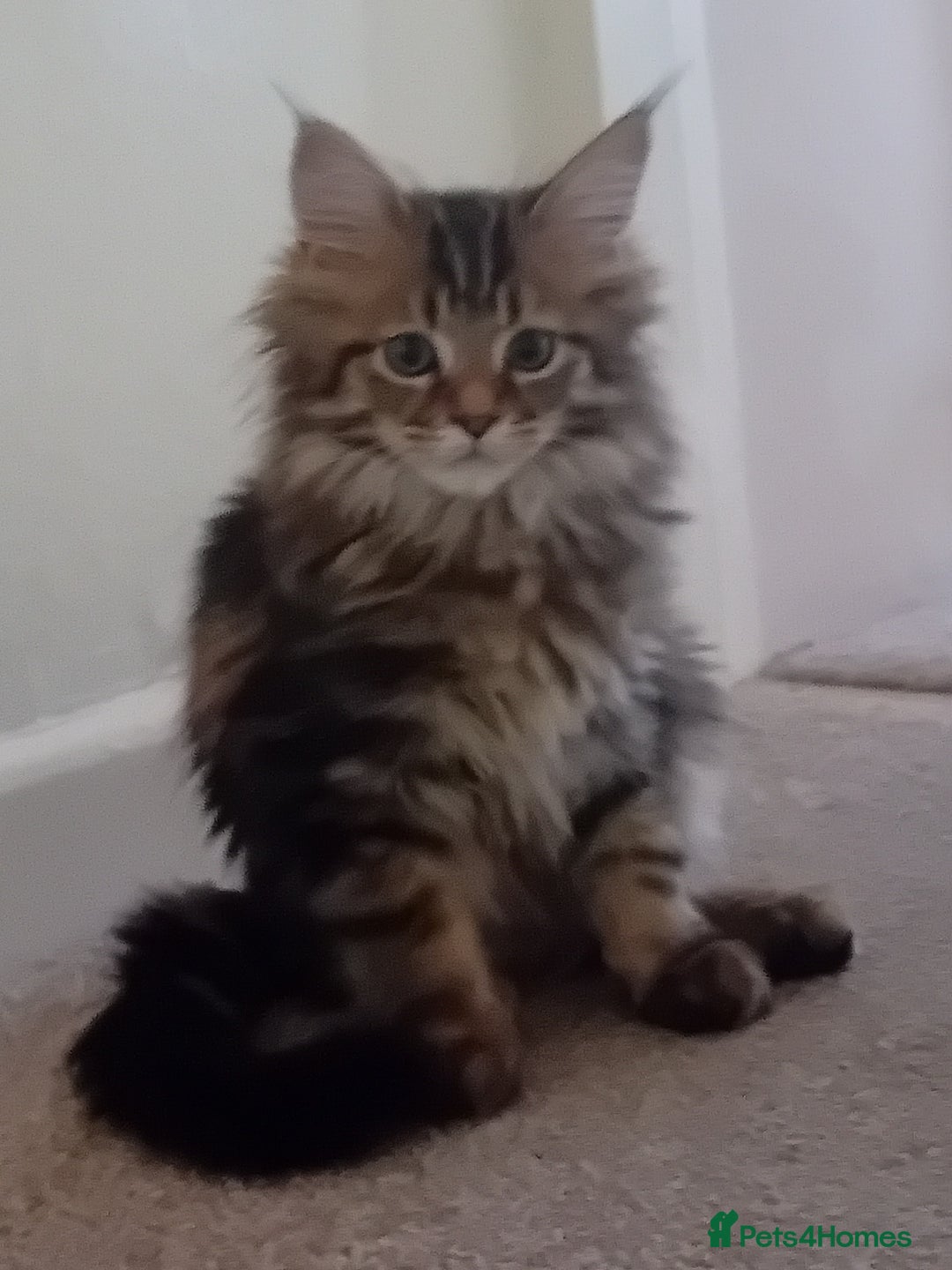 Maine Coon cats for sale: Stunning chocolate tabby kittens  - Advert 20