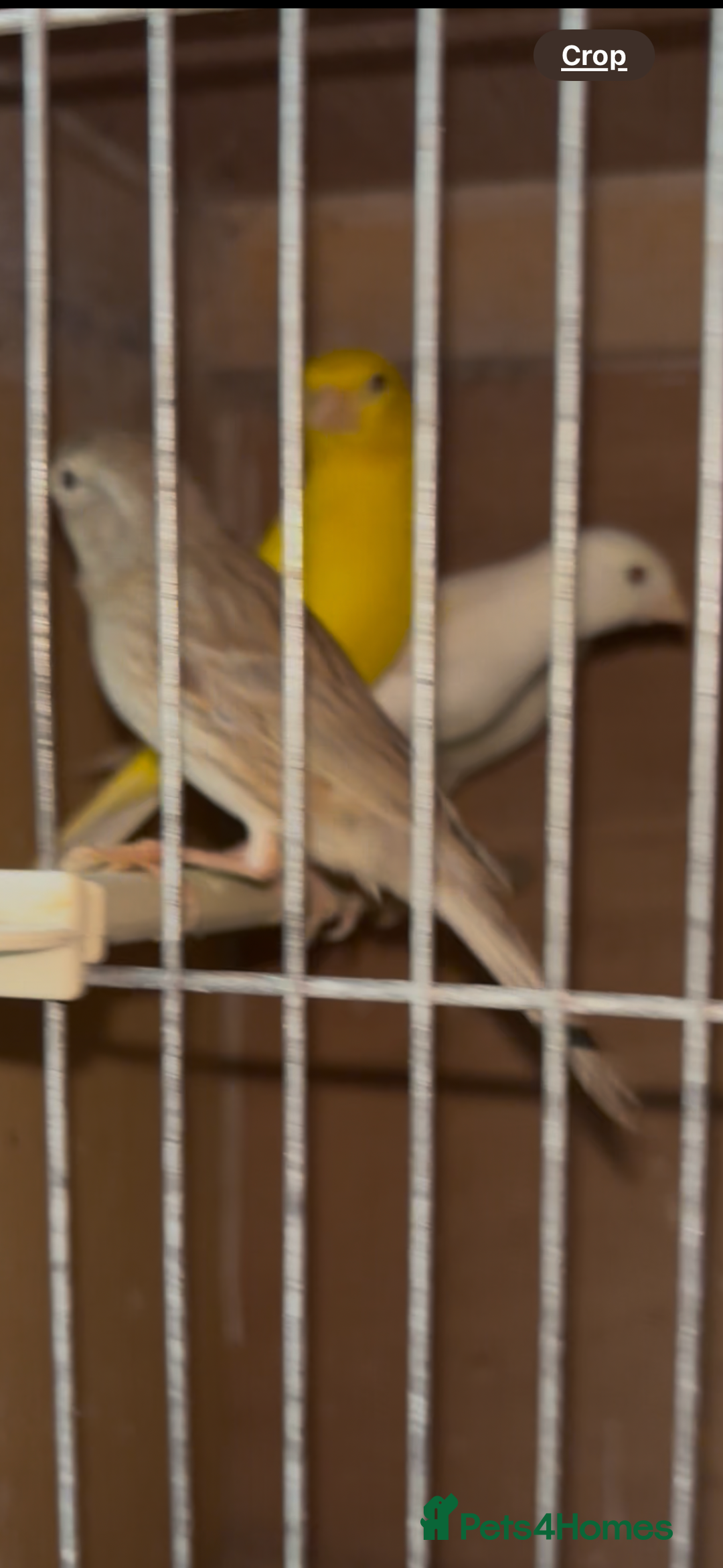 Canaries birds for sale: X11 Irish x4 red mosaic all 2025 and closed rung - Advert 10