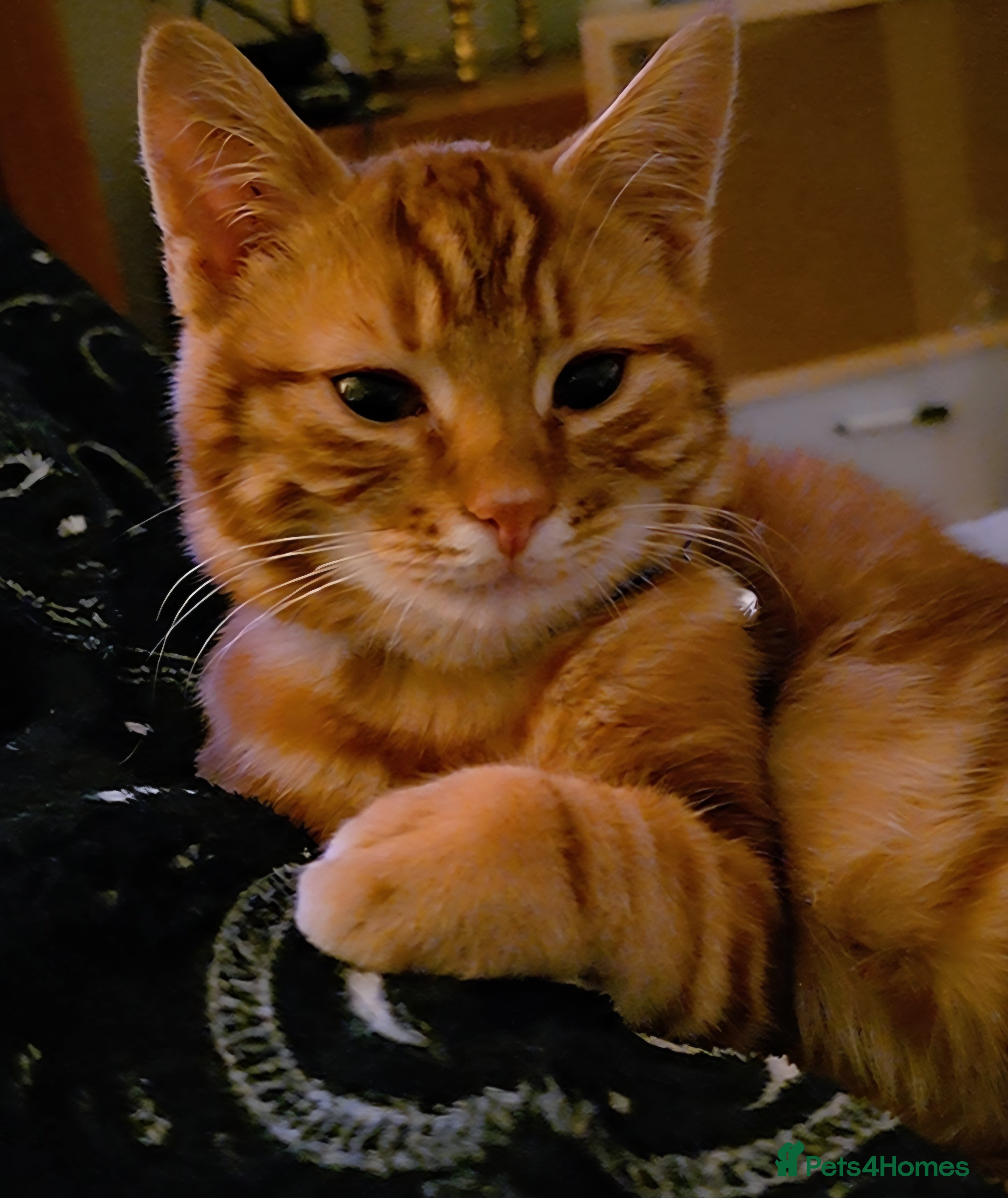Mixed Breed cats Teddy, the 5 month old very loving boy for sale - Advert 1