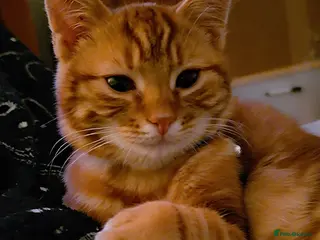 Mixed Breed cats Teddy, the 5 month old very loving boy for sale - Advert 1