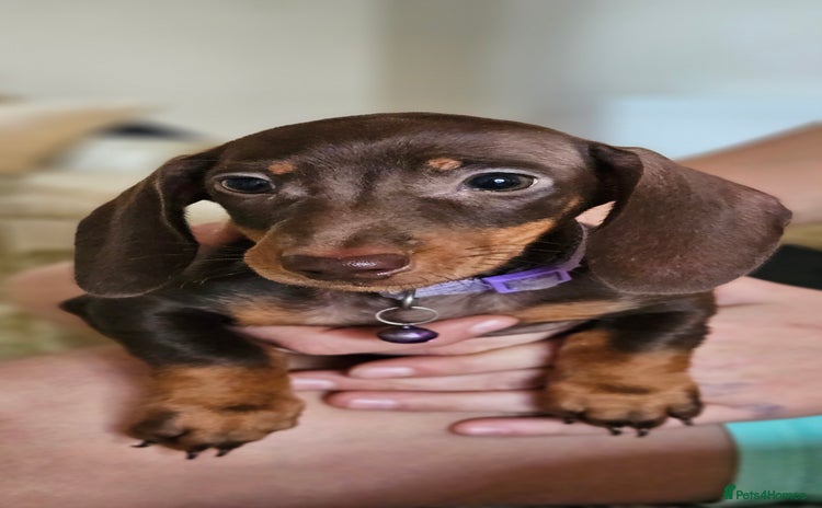 Dachshund dogs - Advert 1