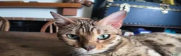 Bengal cats for sale: Tica Bengal Queen - Advert 4