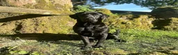 Labrador Retriever dogs for sale: KC Registered Labrador Puppies For Sale - Advert 3