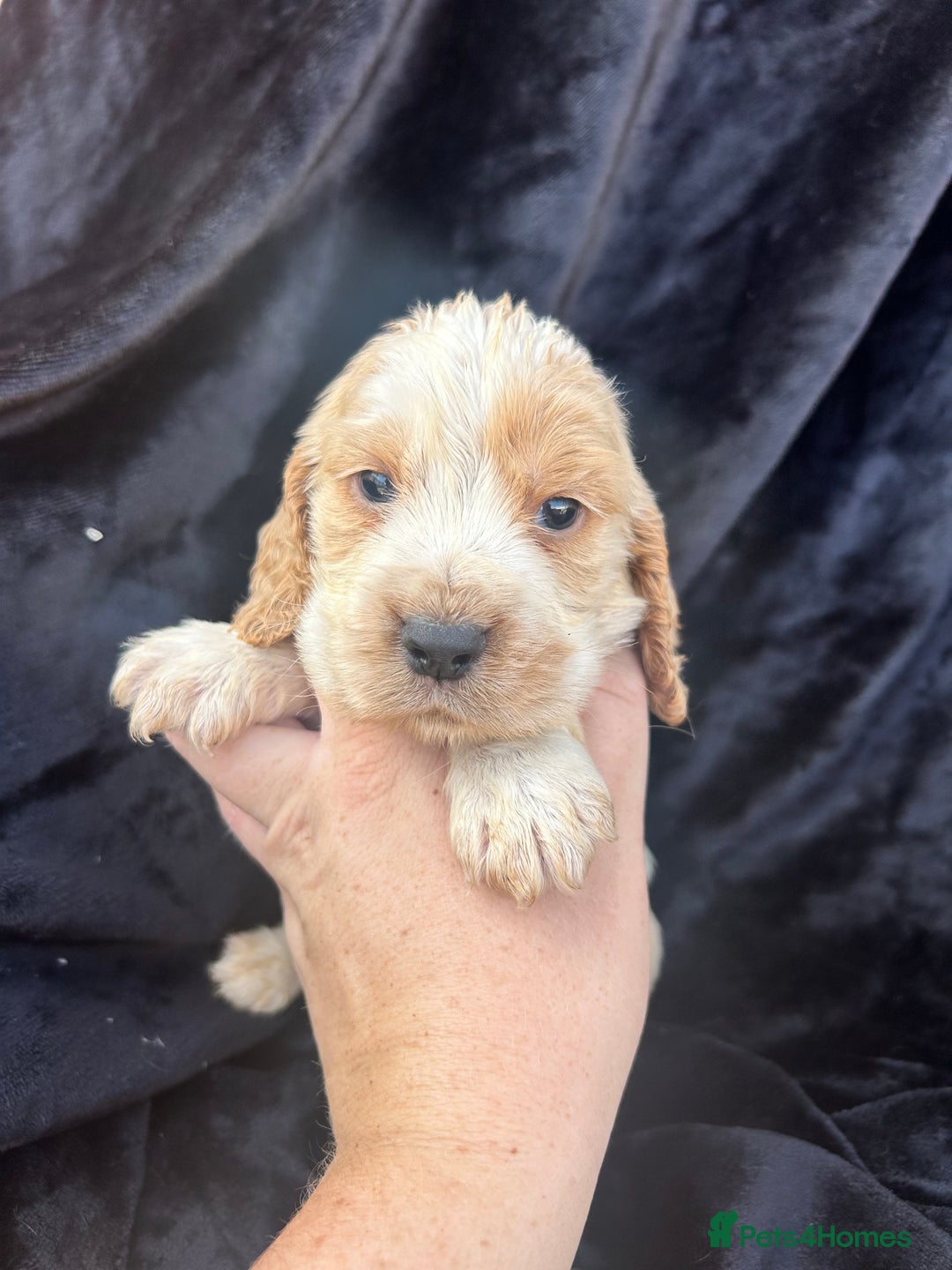 Cocker Spaniel dogs for sale: Cocker spaniel puppys - Image 9
