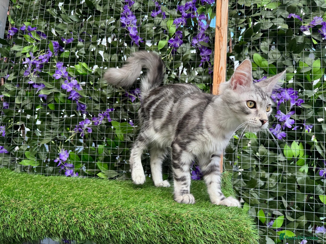 Maine Coon cats for sale: Russian bloodline Maine Coon Kittens 20+Gen! 🏆 - Image 25