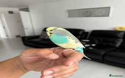 Budgerigars birds for sale: Semi tamed budgie for sale  - Image 2