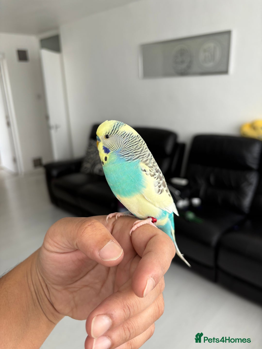 Budgerigars birds for sale: Semi tamed budgie for sale  - Image 2