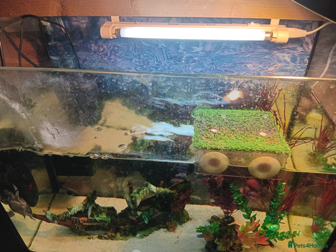 Turtle reptiles for sale: Musk turtle and full set up - Image 2