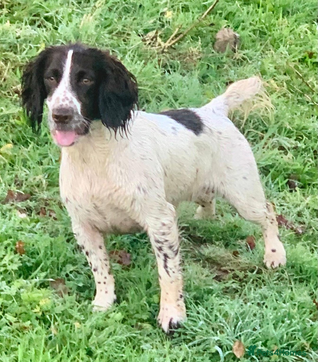 Cocker Spaniel dogs for sale: Working Cocker Spaniels. - Image 18