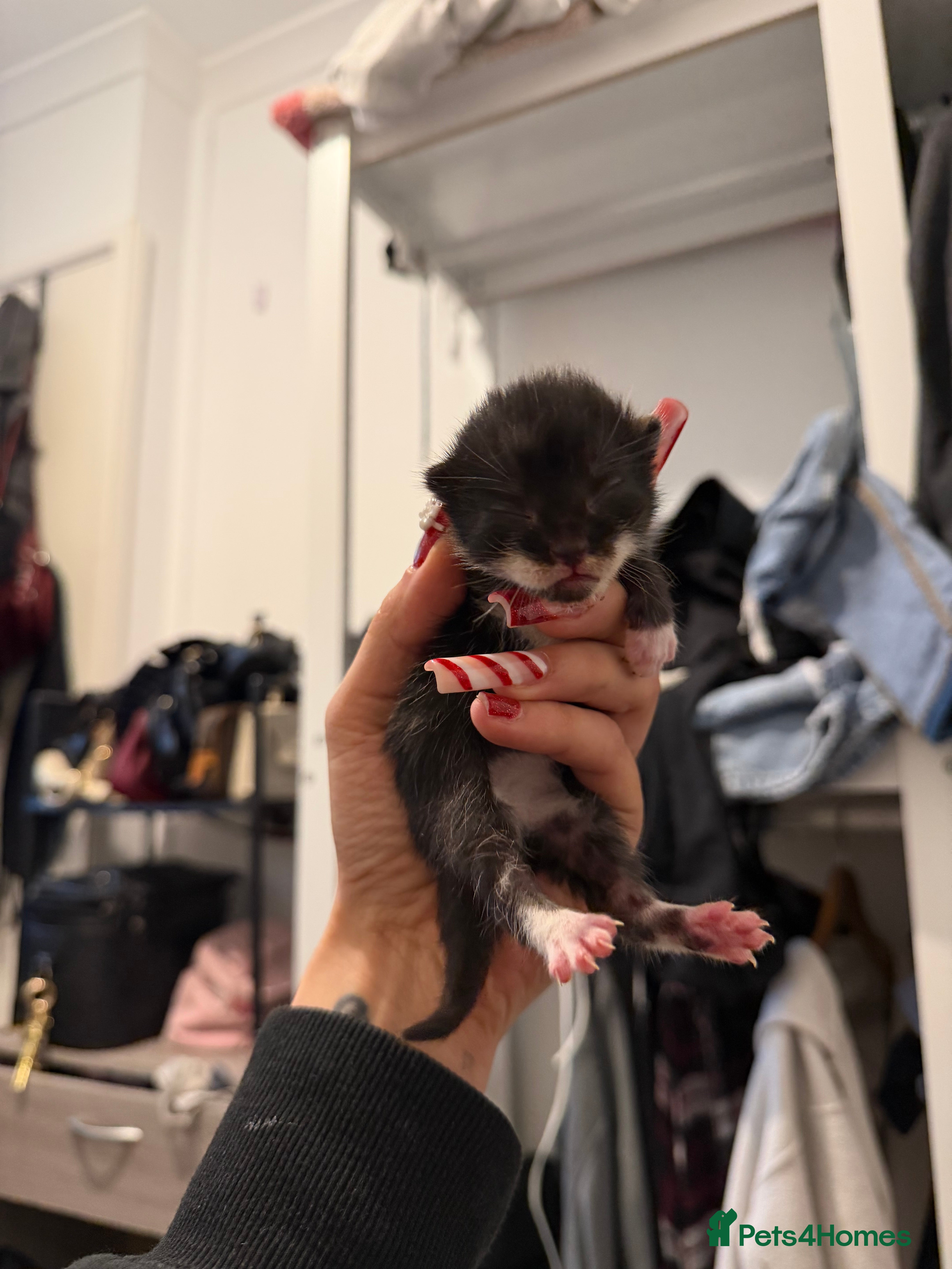 Mixed Breed cats Tuxedo and tabby kittens ready 2 February  - Advert 4