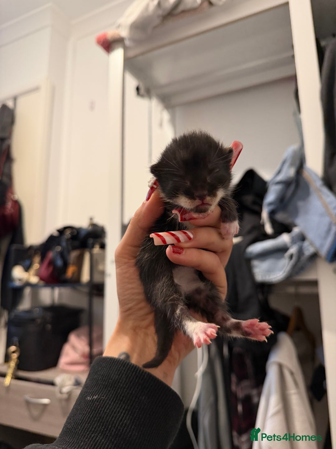 Mixed Breed cats for sale: Tuxedo and tabby kittens ready 2 February  - Advert 1