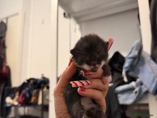 Mixed Breed cats Tuxedo and tabby kittens ready 2 February - Advert 3