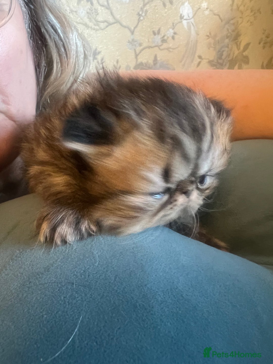 Persian cats for sale: Champion Line Persians  Black & Brown Tabby Girls - Image 10