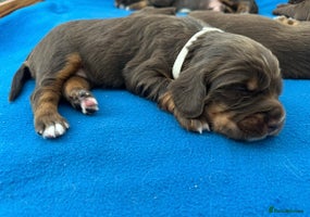 Sprocker dogs Fully Health Tested Sprocker Spaniel Puppies - Advert 7