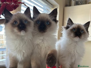 Ragdoll cats TICA registered champion line ragdoll kittens. - Advert 3