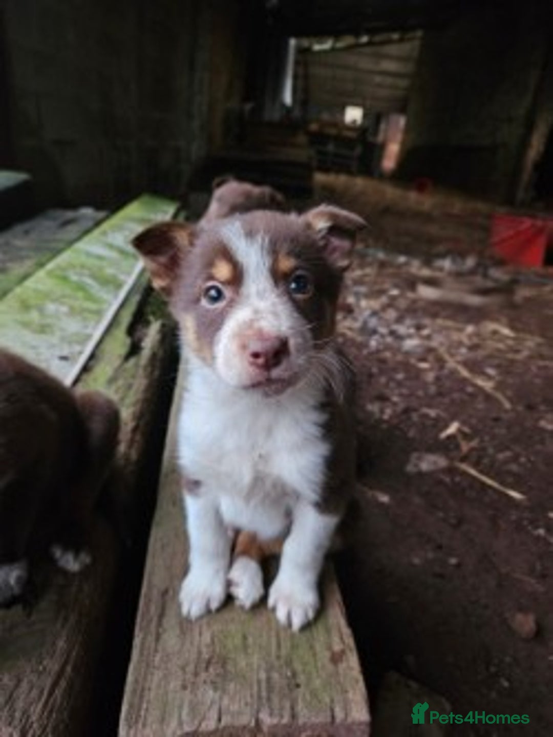Mixed Breed dogs for sale: brown collie puppies (1 black) - Advert 15