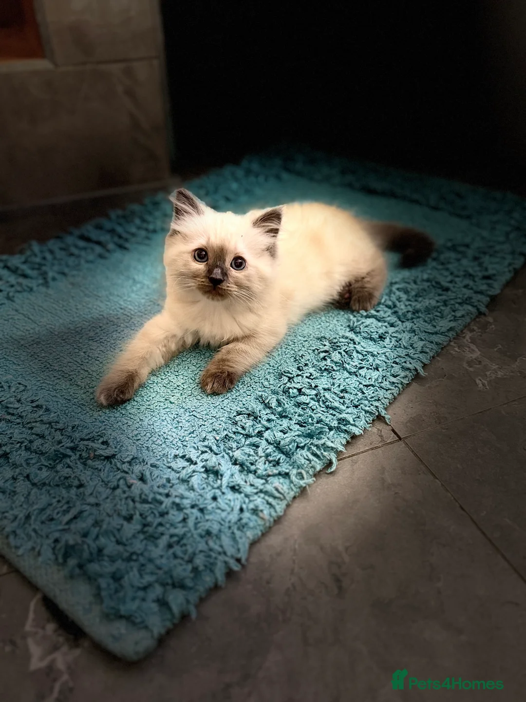 Ragdoll cats for sale: Ragdoll kittens  - Advert 1