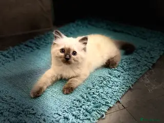 Ragdoll cats Ragdoll kittens - Advert 1