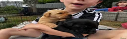Labrador Retriever dogs for sale: 2 beautiful black boys and fox red girl - Labrador in Christchurch - Advert 18