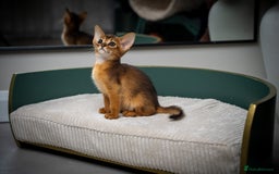 Abyssinian cats for sale: Premium Abyssinian kittens-TICA- Champion Pedigree - Image 9