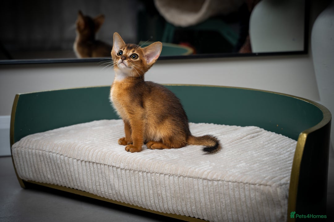 Abyssinian cats for sale: Premium Abyssinian kittens-TICA- Champion Pedigree - Image 9