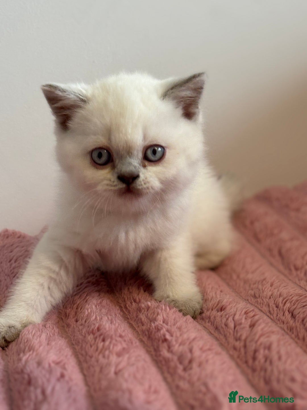 British Shorthair cats for sale: British short hairs  - Image 24