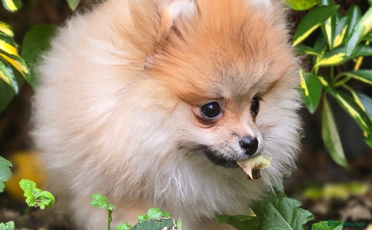 Pomeranian dogs - Advert 11