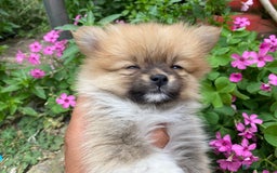 Pomeranian dogs for sale: Beautiful Russian bloodline Pomeranian puppies - Image 26