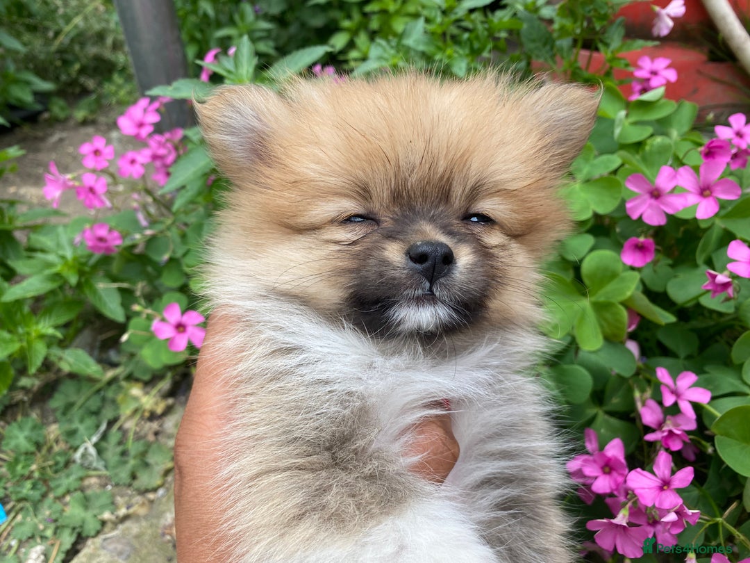 Pomeranian dogs for sale: Beautiful Russian bloodline Pomeranian puppies - Image 26