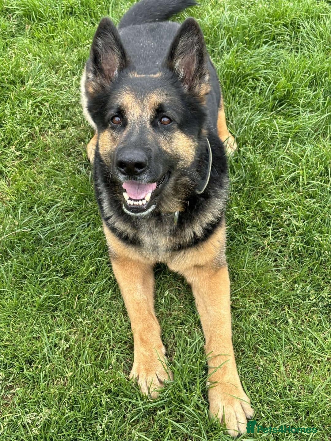 German Shepherd dogs for sale: 2 x German Shepherds for sale - 6 years old - Image 7