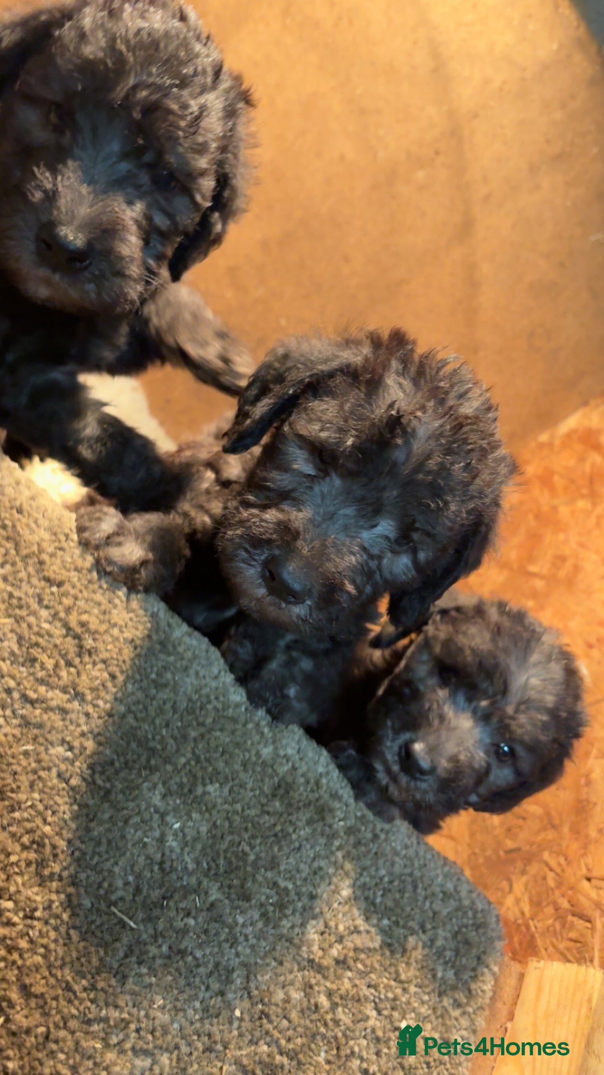 Bedlington Terrier dogs Blue pure bred Bedlington terriers  - Advert 12