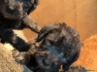 Bedlington Terrier dogs Blue pure bred Bedlington terriers - Advert 12