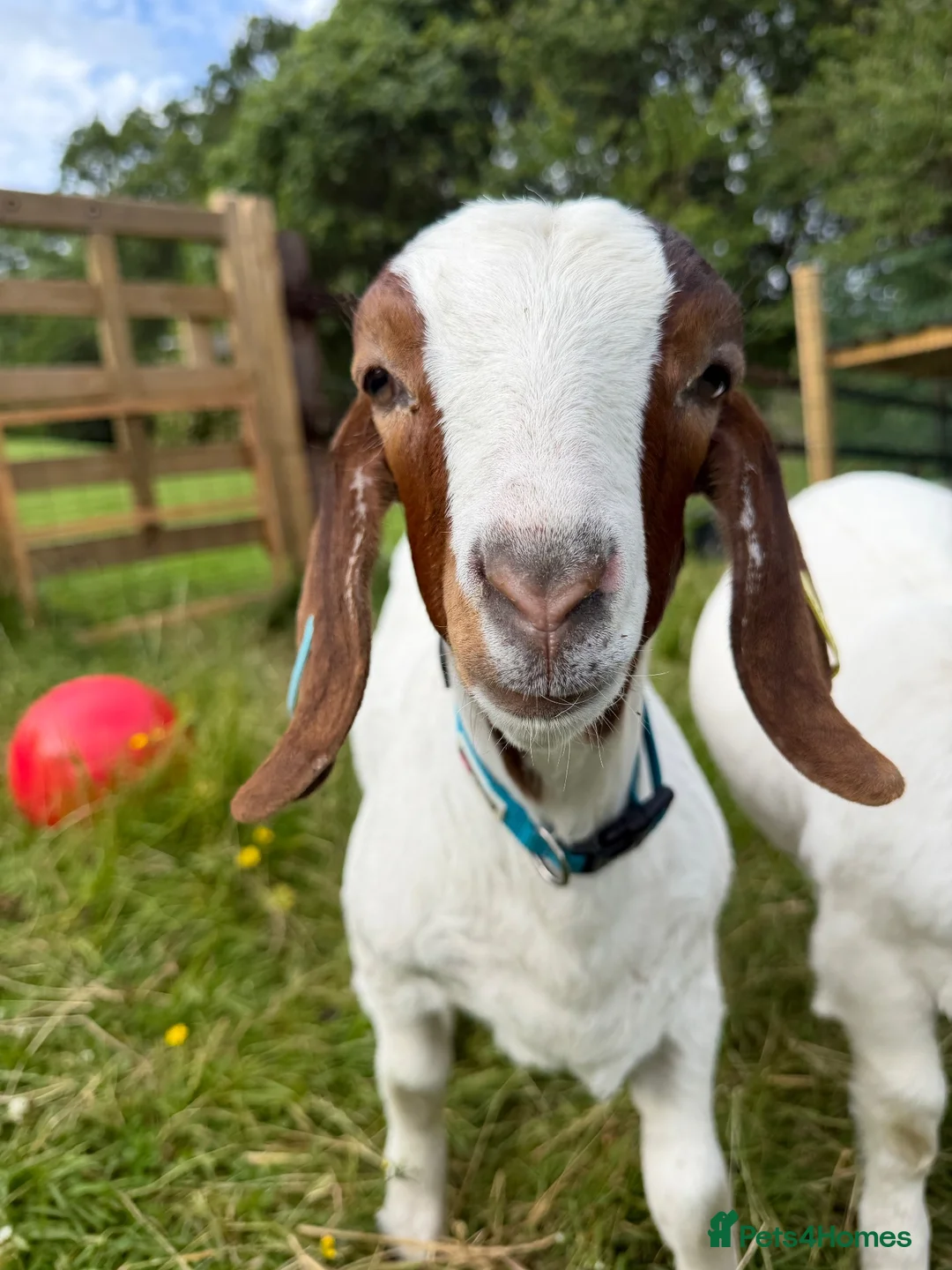 Goats livestock for sale: Boer castrated males  in Leeds - Advert 4