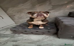 English Bulldog dogs for stud: 🔥FURY🔥 - Image 6