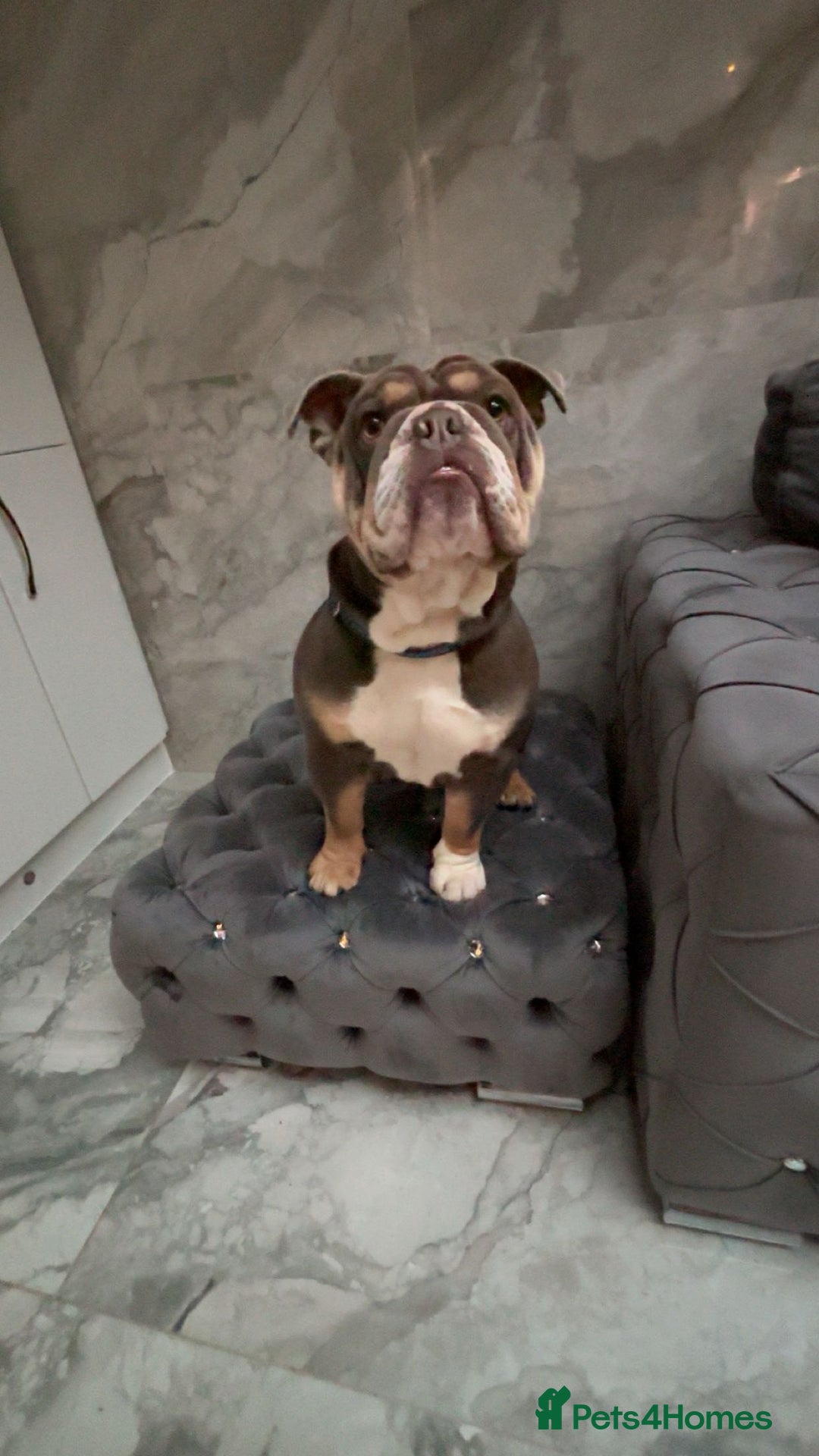 English Bulldog dogs for stud: 🔥FURY🔥 - Image 6