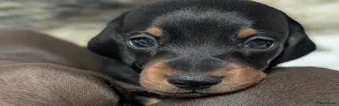 Miniature Dachshund Puppy 3