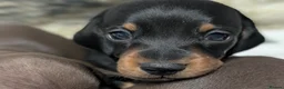 Miniature Dachshund dogs for sale: Quality KC/ PRA clear Miniature Dachshund puppies  - Advert 18