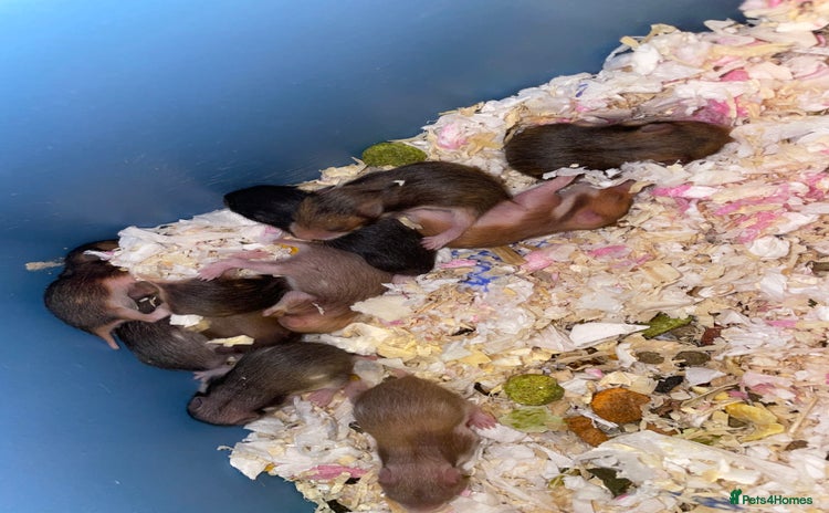 Hamster rodents - Advert 4