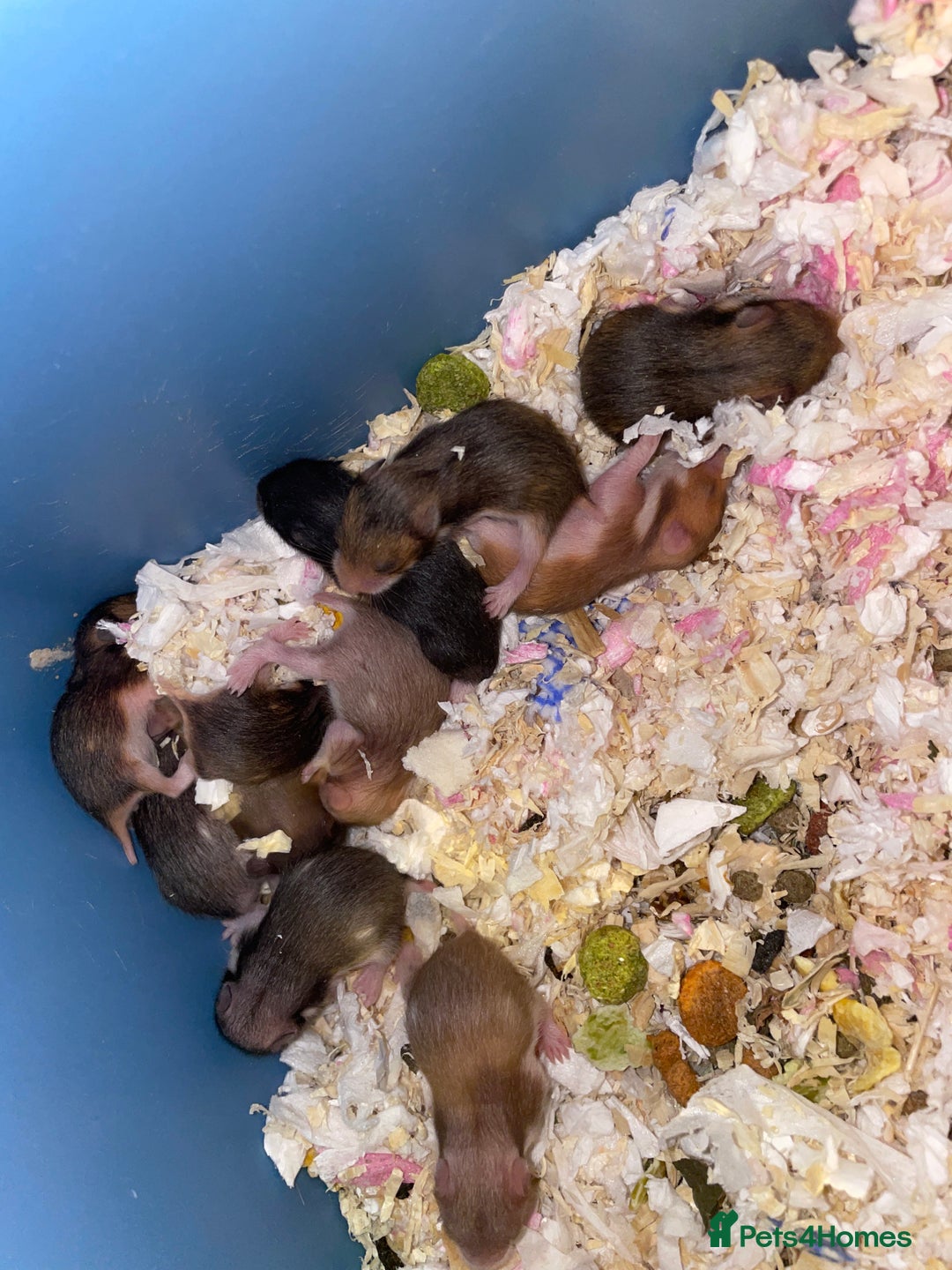 Hamster rodents for sale: Syrian hamsters - Image 1