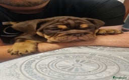 English Bulldog dogs for sale: English bulldog  - Image 4
