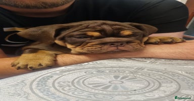 English Bulldog dogs - Advert 3