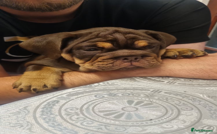 English Bulldog dogs - Advert 1