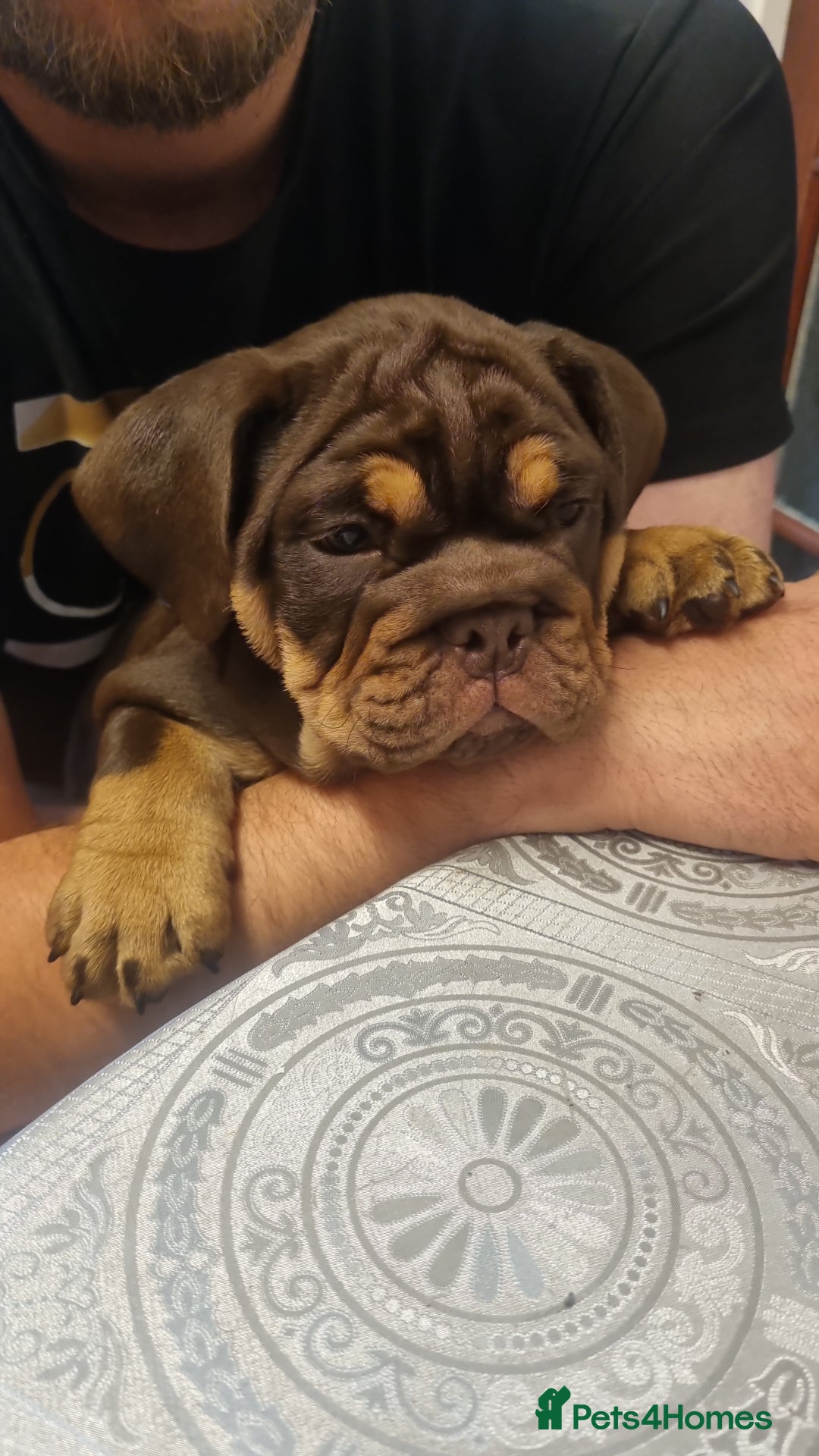 English Bulldog dogs for sale: English bulldog  - Image 4